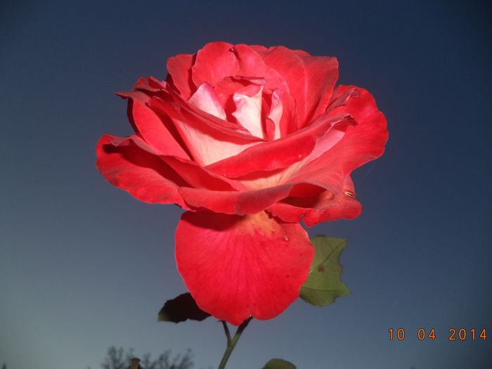 DSC01467 - Trandafiri 2014