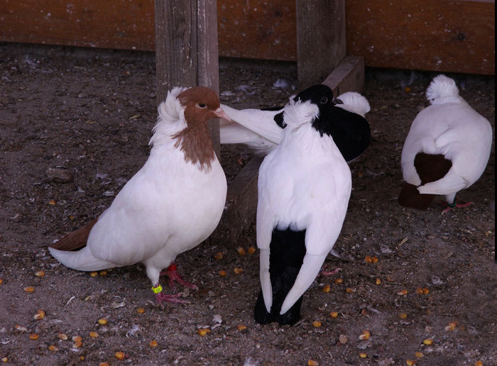CAP MAUR GERMAN DE SUD