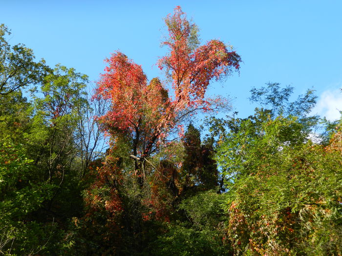 DSCN9905 - HERCULANE_1_SEPTEMBRIE_2014