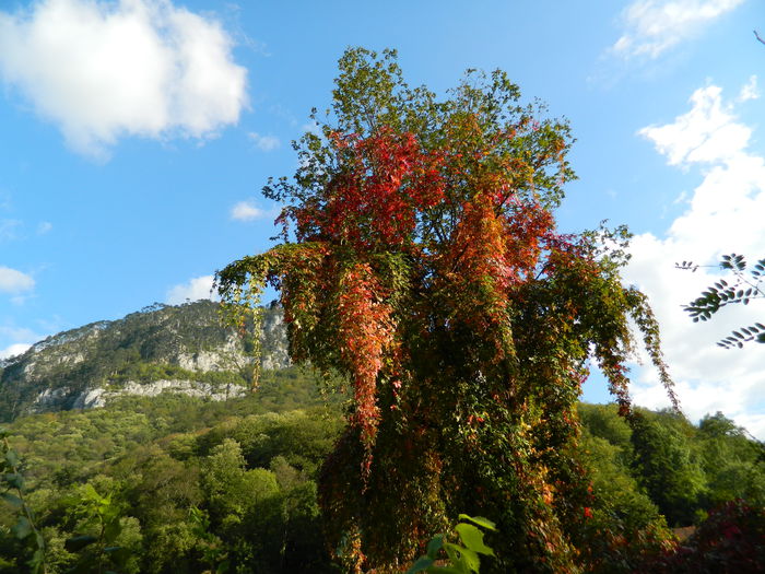 DSCN9906 - HERCULANE_1_SEPTEMBRIE_2014