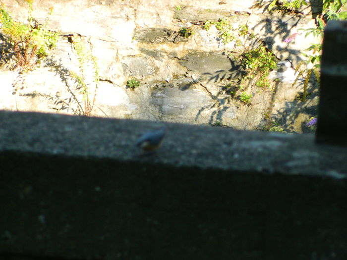 DSCN9918 - HERCULANE_1_SEPTEMBRIE_2014