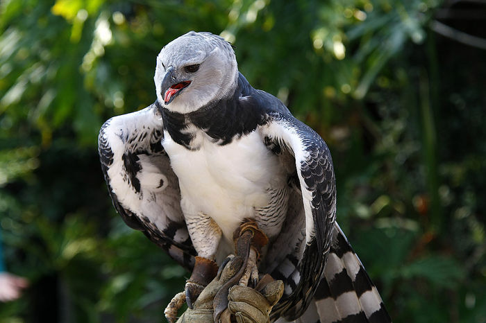 harpy-eagle