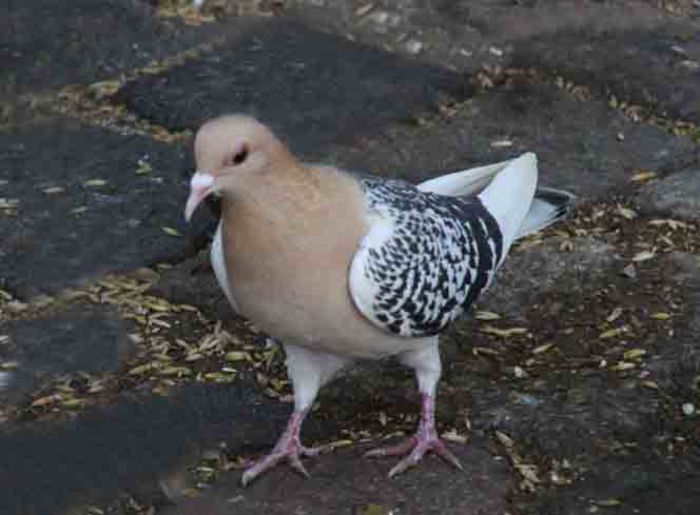 CIOCARLIE DE NURENBERG