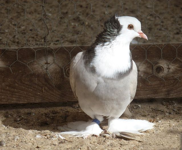 GAT BALB DE TURINGIA