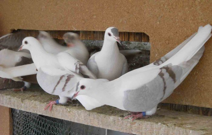 ARIPI COLORATE DE TURINGIA