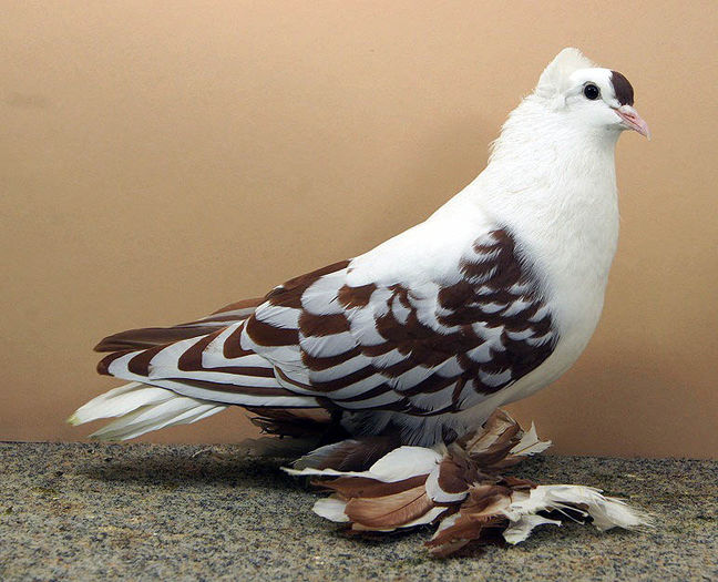 RANDUNICA DE BOEMIA INCALTATA