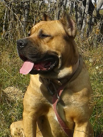 20141005_142534 - OFER SPRE MONTA  CANE CORSO Atilla 2013