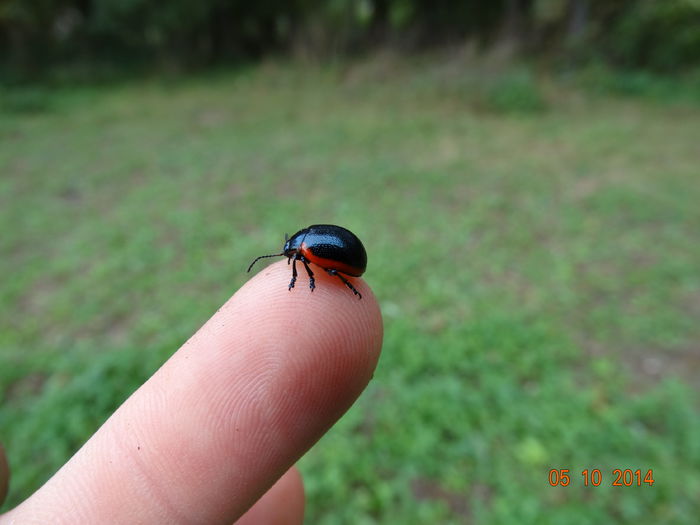 DSC08064 - Diverse insecte