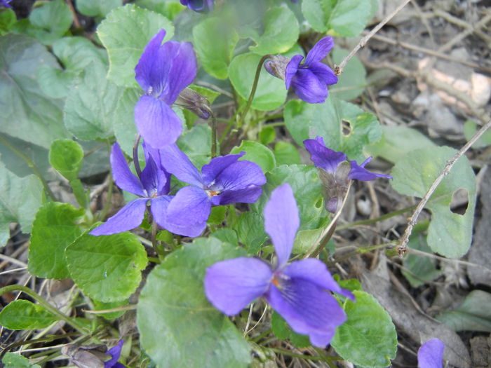 Sweet Violet (2014, March 19)
