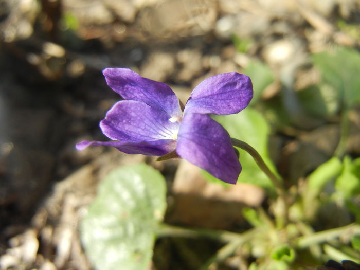 Sweet Violet (2014, March 19) - SWEET VIOLET