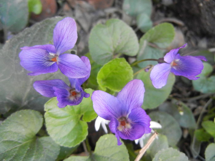 Sweet Violet (2014, March 20) - SWEET VIOLET