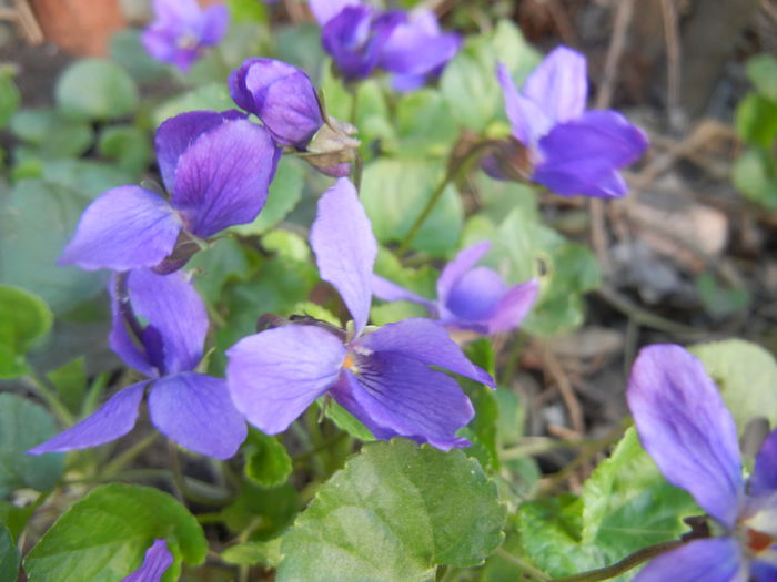 Sweet Violet (2014, March 20) - SWEET VIOLET