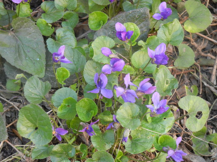 Sweet Violet (2014, March 20)