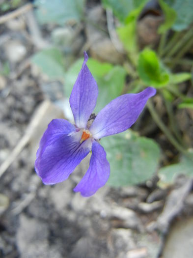 Sweet Violet (2014, March 22)