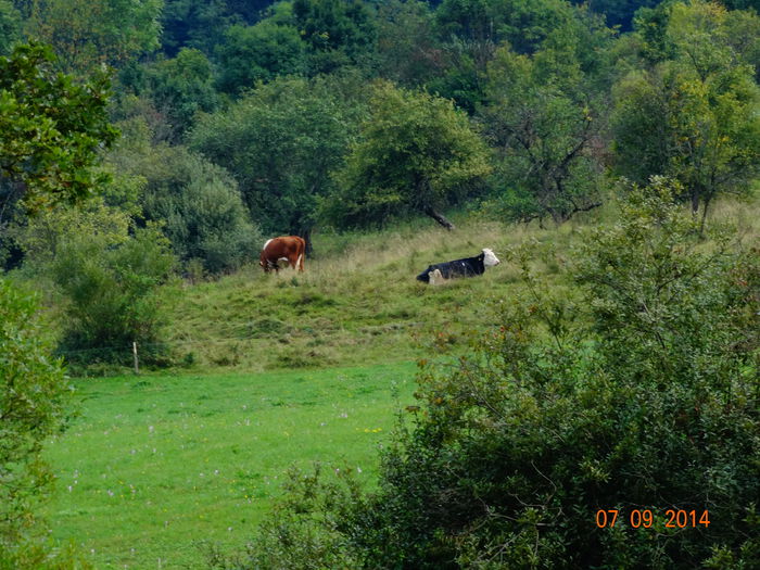 DSC07631 - Peisaje 2014 si alte imagini