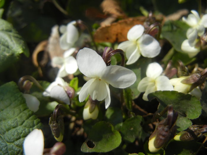 Sweet White Violet (2014, March 19) - SWEET VIOLET White