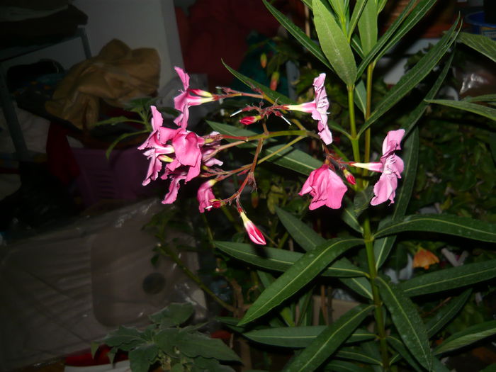 032