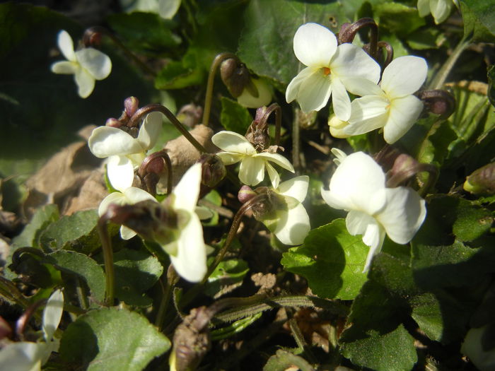 Sweet White Violet (2014, March 19) - SWEET VIOLET White