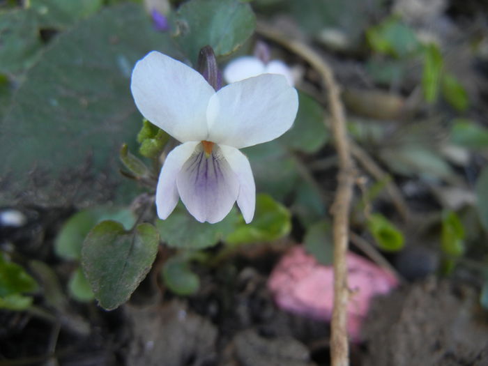 Sweet White Violet (2014, March 20)