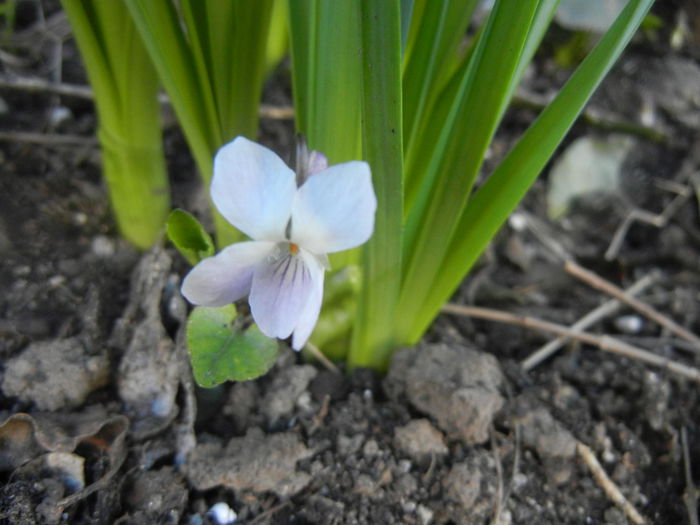 Sweet White Violet (2014, March 20)