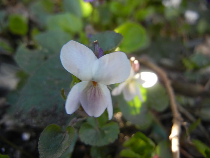 Sweet White Violet (2014, March 20)