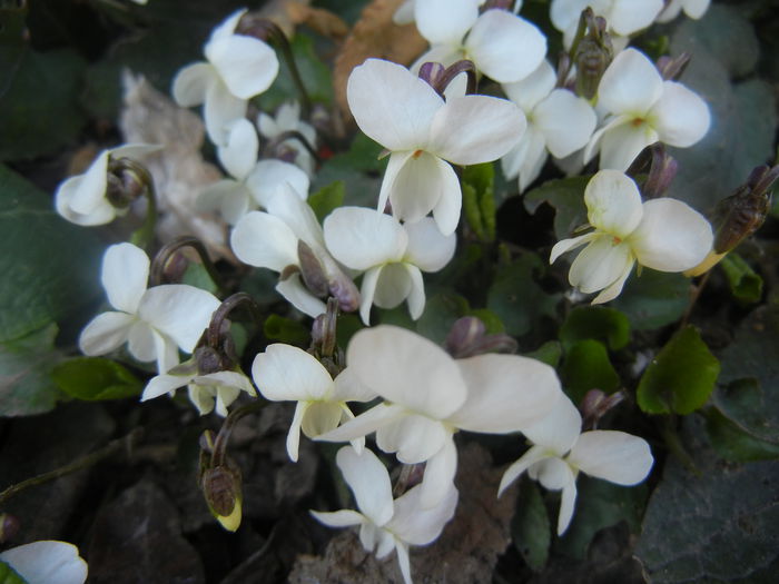 Sweet White Violet (2014, March 20)