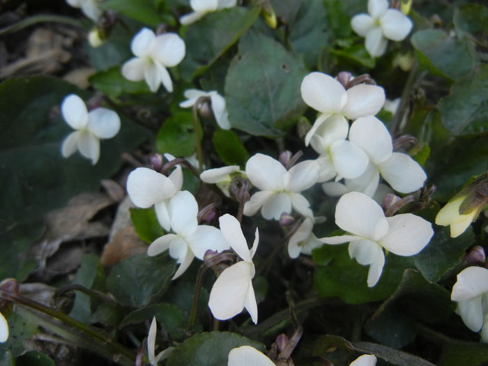 Sweet White Violet (2014, March 20) - SWEET VIOLET White