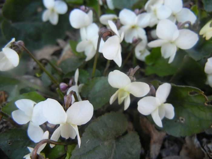 Sweet White Violet (2014, March 20)