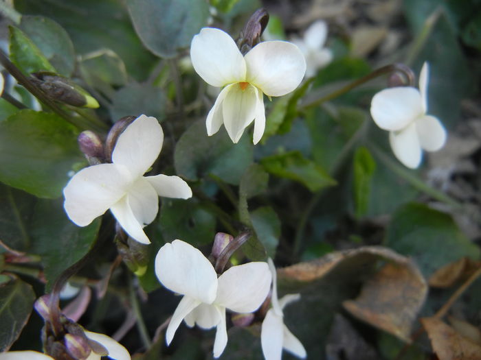 Sweet White Violet (2014, March 20)