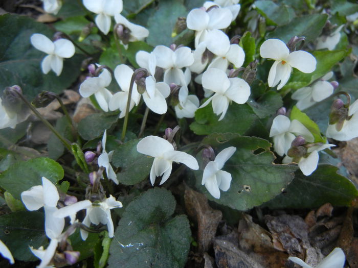 Sweet White Violet (2014, March 22) - SWEET VIOLET White