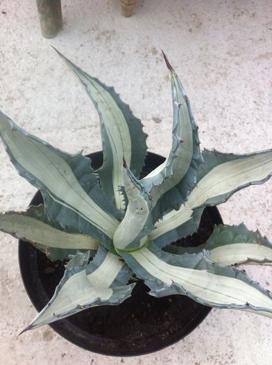 Agava medio picta alba - AGAVE