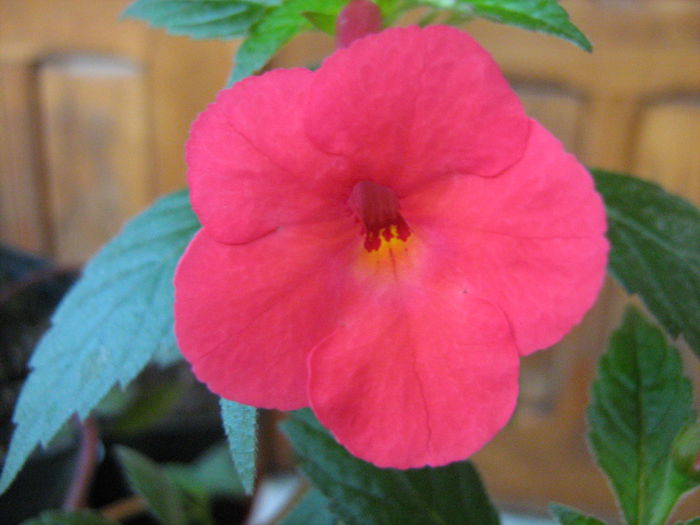  - Achimenes Gesneriaceae