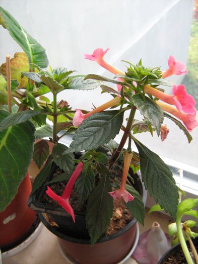  - Achimenes Gesneriaceae