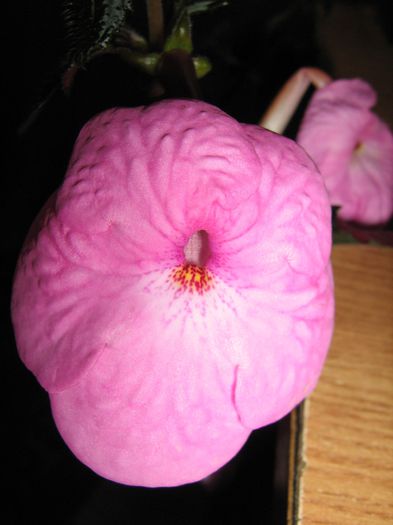  - Achimenes Gesneriaceae