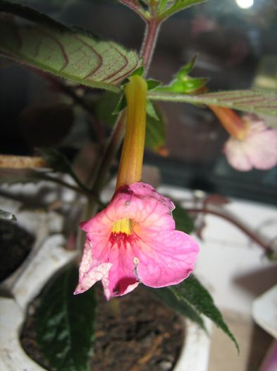  - Achimenes Gesneriaceae