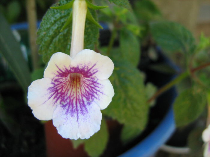  - Achimenes Gesneriaceae