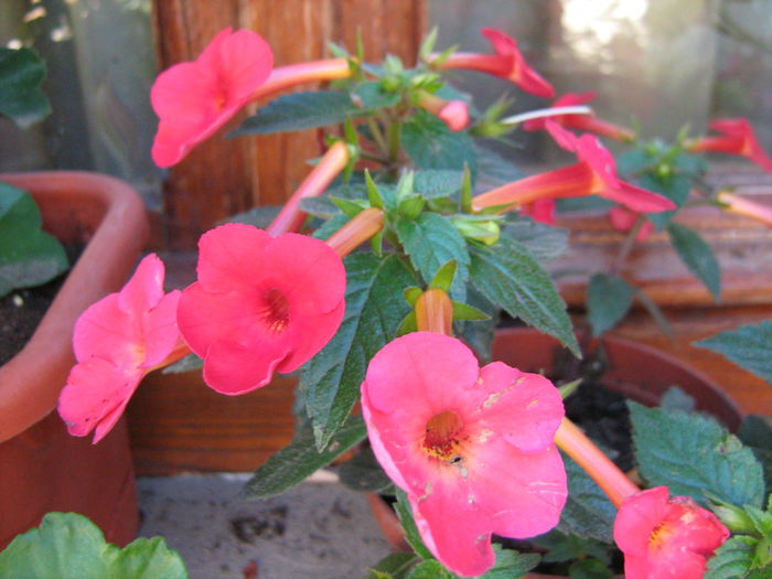  - Achimenes Gesneriaceae