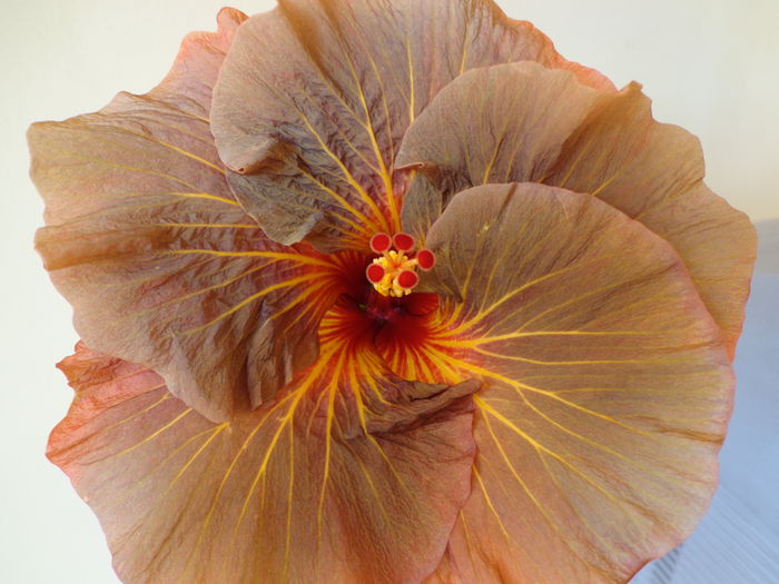 030 - TAHITIAN BROWN FIREBIRD