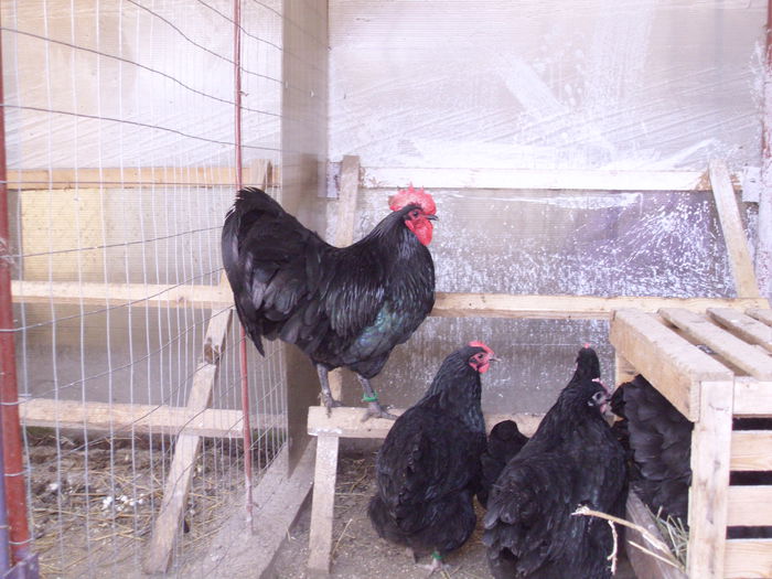 IMG_0100 - Z AUSTRALORP 2014