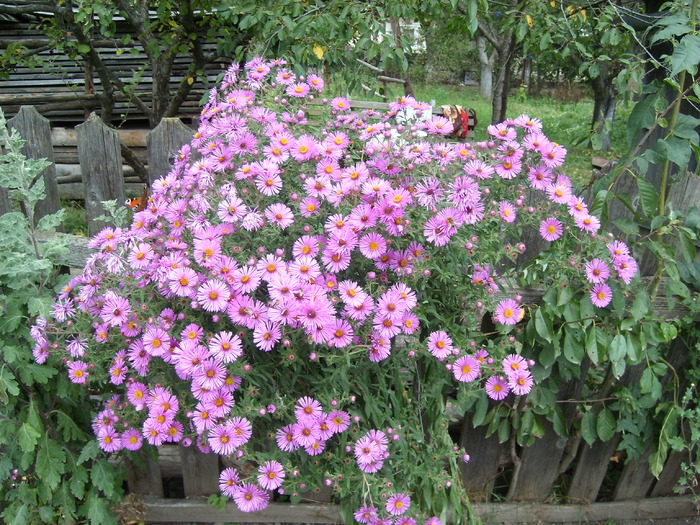 aster - Florile din gradina mea - 2009