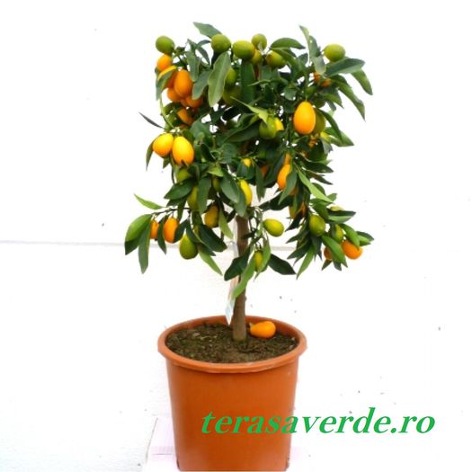 kumquat  de vanzare 150ron; inaltime aproximativ 1m
