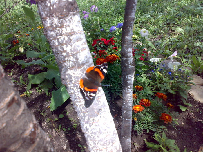 fluture la mine in gradina - Florile din gradina mea - 2009