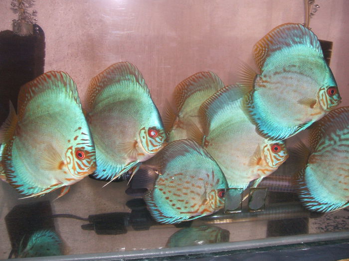 Blue turquoise & Cobalt - My Discus fish