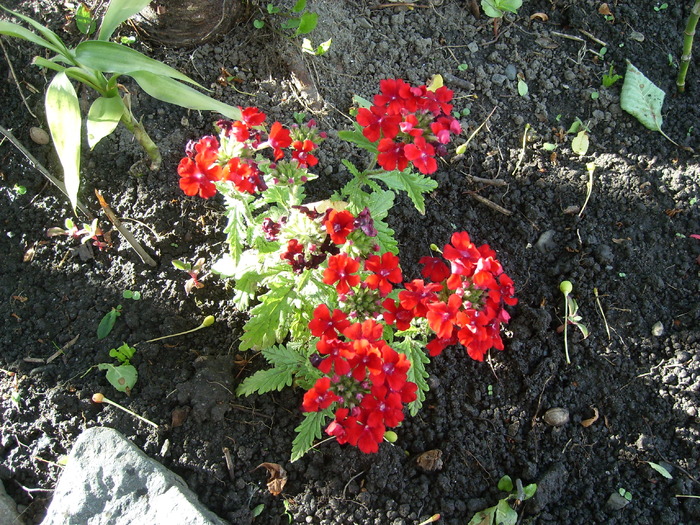 verbina rosie - Florile din gradina mea - 2009