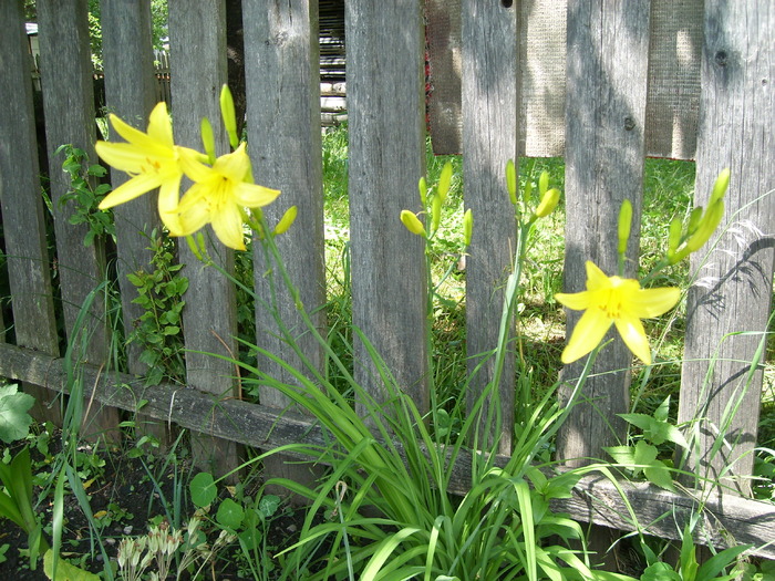 SL271822 - Florile din gradina mea - 2009