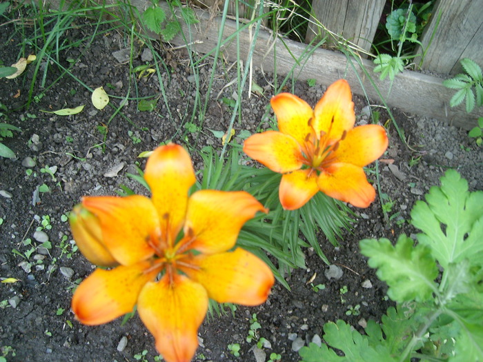 crin - Florile din gradina mea - 2009
