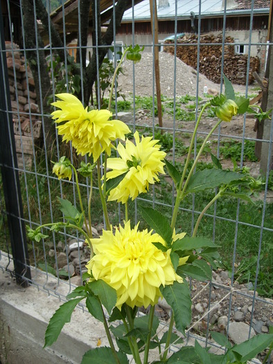 dalia galbena mare - Florile din gradina mea - 2009