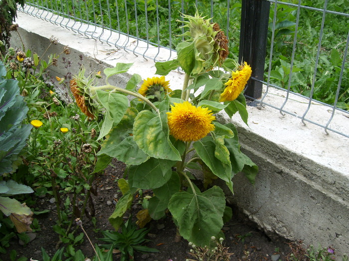 floarea soarelui de gradina - Florile din gradina mea - 2009