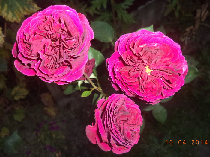 FALSTAFF - Trandafiri 2014