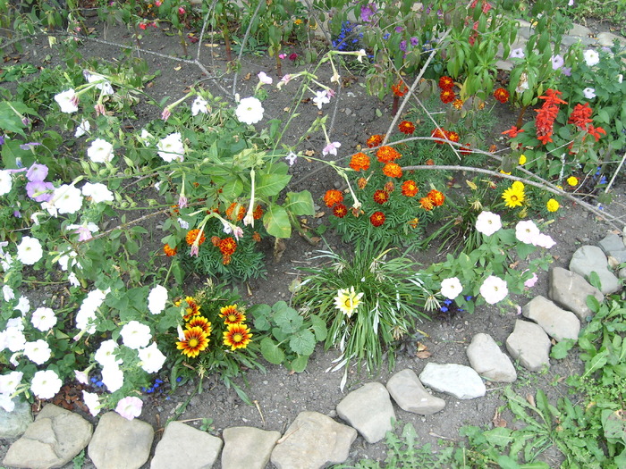 strat cu flori - Florile din gradina mea - 2009
